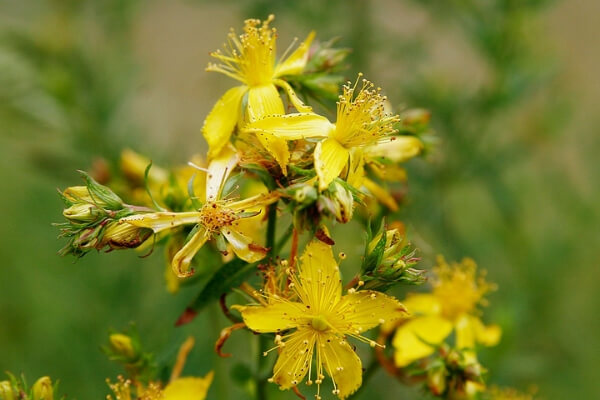 St John's Wort: Benefits, Side Effects & Dosage